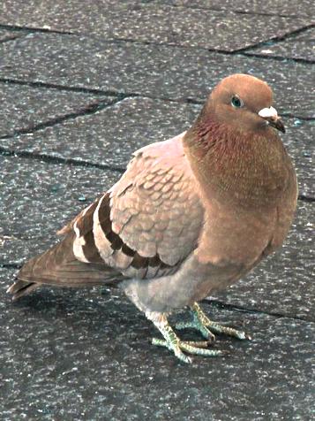 a brwon dove