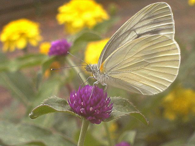 a small white butterfly / �䔒��